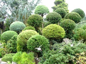 Les topiaires du jardin japonais.
