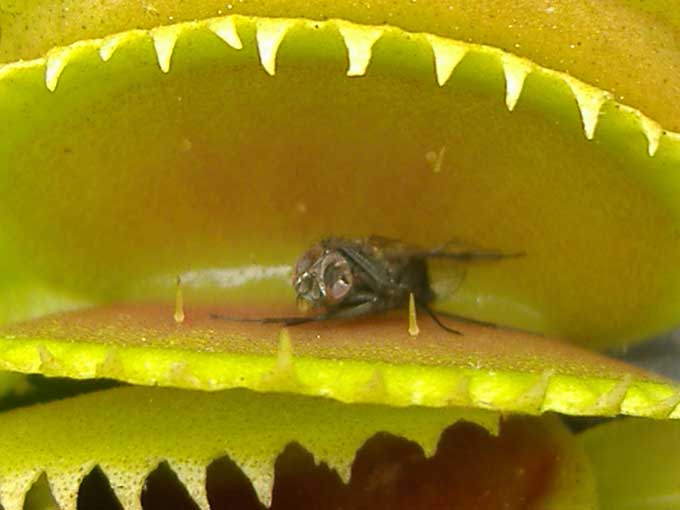 Dionaea capturant une mouche